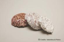 Credits: Valentina di Pietro